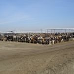 nieuwsgierig jongvee