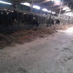 Pinkies en droge koeien!!!