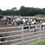 koeien liggen mooi buiten, te genieten