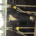 stier in de stal