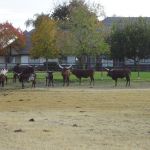 Hobby koetjes met giga horens