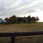 koeien met leuk huisje op de achtergrond