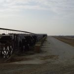 jongvee aan t voerhek