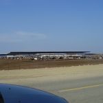 koeien om drijven met paard