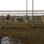 bulletje tussen de pinken