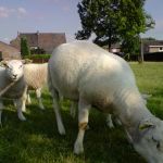 schapen