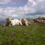 fleckvieh's en charolais stier