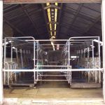 In de noodmelkstal melken totdat de nieuwe melkstal klaar is.