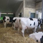 stand crv dochtergroepen