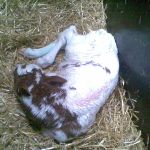 Ons eerst roodbonte kalf.. Kian x Classic