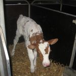 eerste roodbond kalf op het bedrijf sinds 30jaar