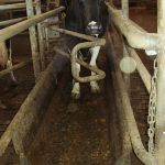 weegbrug voor koeien