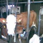 een zuiver fleckvieh