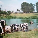 effe koeien op halen