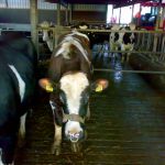 Zweedroodbonte stier