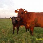 koe met kalf 