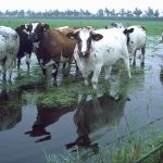 Koeien met de voetjes in het water