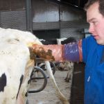 insemineren