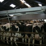 Koeien achter het opdrijfhek