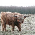 Schotse Hooglander op 't Hijkerveld
