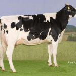 Veenhuizer Damion WINNI