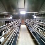 kalverhokken in de ouwe schuur