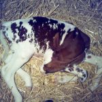 Kalf 5 weken te vroeg