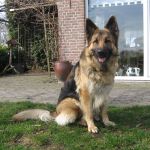 onze hond