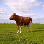 roodbonte koe