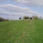 Jongvee.. op de bult