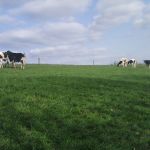 Jongvee.. op de bult