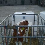 rode stier in zelfgebouwde iglo