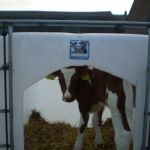 rode stier in zelfgebouwde iglo