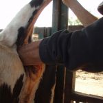 drachtigheidscontrole