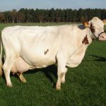 Onze 100.000liter Koe