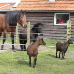 Paard, pony en geiten