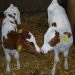 Tweeling dochters van onze 100.000 liter koe