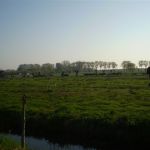koeien op weg naar weiland.