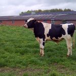 Dekstiertje Leonardus RF