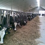 pinken en droge koeien 