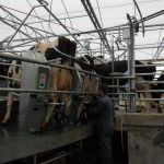 melken op de caroussel