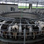 40 stands buitenmelker