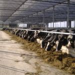 koeien aan het voerhek