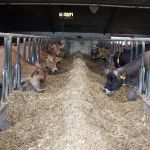 koeien aan het voerhek