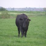 mooie stier