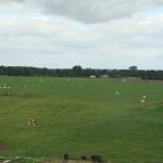 Uitzicht over het vee