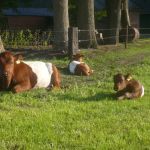 Wat een mooie Lakenvelders