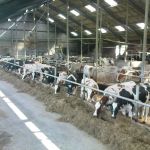 Ligboxenstal (bwjr 2006)