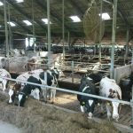 Ligboxenstal (bwjr 2006)