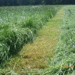 tweede snede bij hooijman